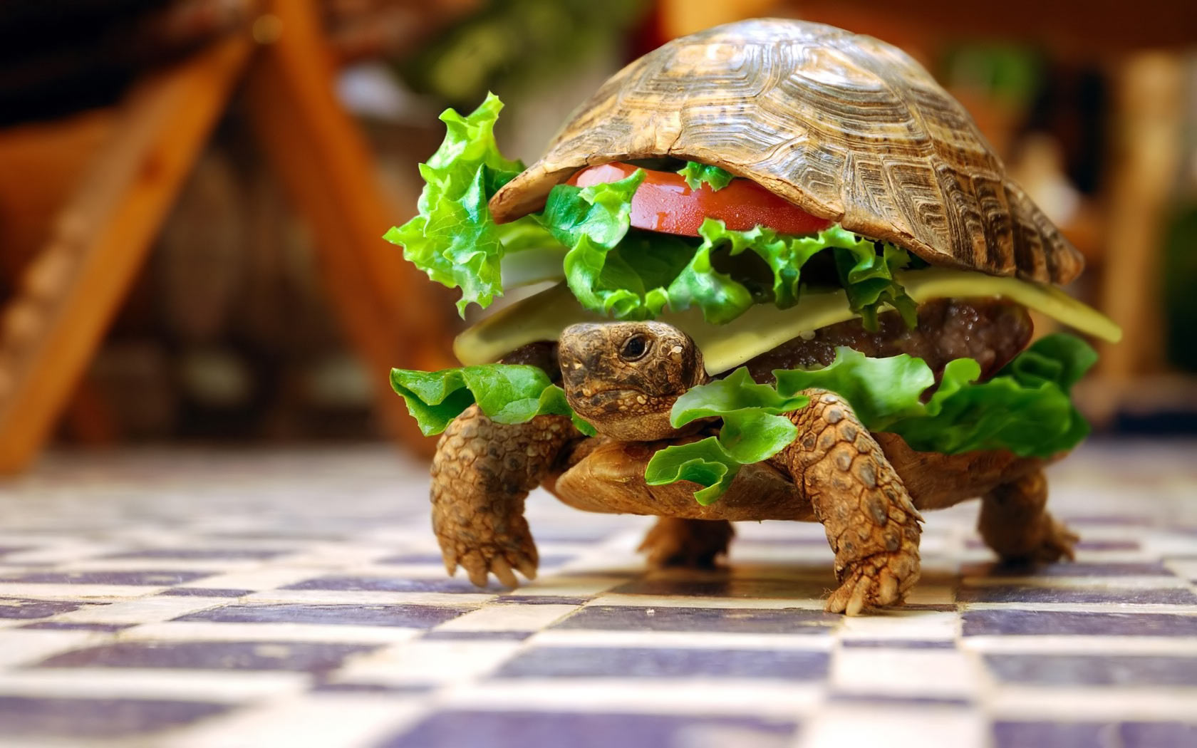 Cool Funny Turtle Hd Wallpaper | Download wallpapers page