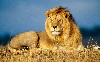 African Lion King Wallpaper wallpaper