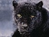 Amazing Black Cheetah Hd Wallpaper wallpaper