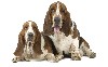 Basset Hound Hd Wallpaper wallpaper