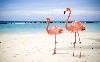Beach Flamingo Wallpaper Widescreen wallpaper