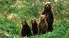 Bears Nature Hd Wallpaper wallpaper