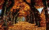 Beautiful Autumn Season Wallpaper wallpaper