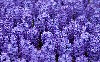 Beautiful Hyacinth Hd Wallpaper wallpaper