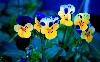 Beautiful Pansies Flowers Hd Wallpaper wallpaper