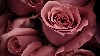 Beautiful Roses Wallpaper wallpaper