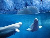 Belugas Underwater Cool Hd Wallpaper wallpaper