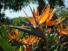 Bird Of Paradise Strelitzia Wallpaper wallpaper