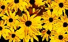 Black Eyed Susan Hd Wallpaper wallpaper