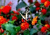 Butterfly Lantana Flowers Wallpaper wallpaper