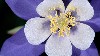 Colorado Blue Columbine Wallpaper wallpaper