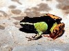 Colorful Frog Cool Hd Wallpaper wallpaper