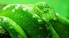 Cool Hd Green Snake Wallpaper wallpaper