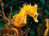 Cool Hd Seahorse Wallpaper wallpaper