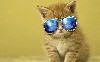 Cool Kitten Wearing Shades Wallpaper wallpaper