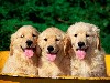 Cute Dogs Hd Wallpaper wallpaper