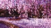 Enchanting Cherry Blossom Wallpaper wallpaper
