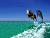 Funny Cow Dolphin Wallpaper wallpaper