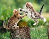 Funny Playing Kittens Wallpaper wallpaper