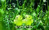 Green Android Couple Wallpaper wallpaper