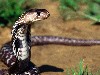 Indian Cobra Snake Wallpaper wallpaper