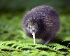 Kiwi Bird Wallpaper wallpaper