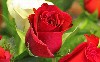 Lovely White And Red Roses Wallpaper wallpaper