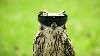 Owl Wearing Shades Funny Picture Wallpaper wallpaper