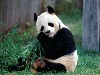 Panda Bear wallpaper