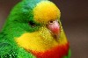 Parrot Bird Hd Wallpaper wallpaper