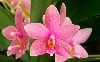 Pink Dendrobium Flower Hd Wallpaper wallpaper