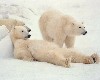 Polar Bears Snow Animals Wallpaper wallpaper