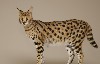 Savannah Cat wallpaper