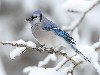 Snow Bird Hd Wallpaper wallpaper