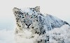 Snow Leopard Hd Wallpaper wallpaper