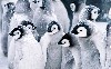Snow Penguins Picture Wallpaper wallpaper