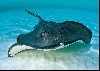 Stingray wallpaper