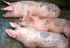 Tattoo On Pigs Hd Wallpaper wallpaper