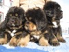 Tibetan Mastiff Puppies wallpaper