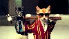 Two Cats Cool Pictues Wallpaper wallpaper