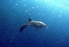 Underwater Dolphin Wallpaper wallpaper