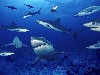 Underwater Sharks Wallpaper wallpaper