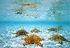 Underwater Wallpaper Widescreen wallpaper