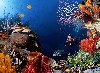 Underwater Wallpaper wallpaper