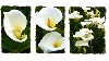 White Calla Lilies Wallpaper wallpaper