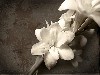 White Flower Wallpaper wallpaper