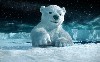 White Polar Bear Snow Background Wallpaper wallpaper