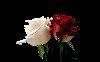 White Red Lovely Roses Wallpaper wallpaper