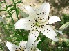 White Tiger Lily wallpaper