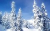 Winter Snow Tress Cool Hd Wallpaper wallpaper